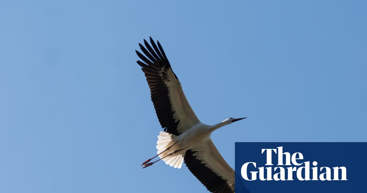 ‘They do look majestic’: tears and pride as first white storks set free in Cornwall